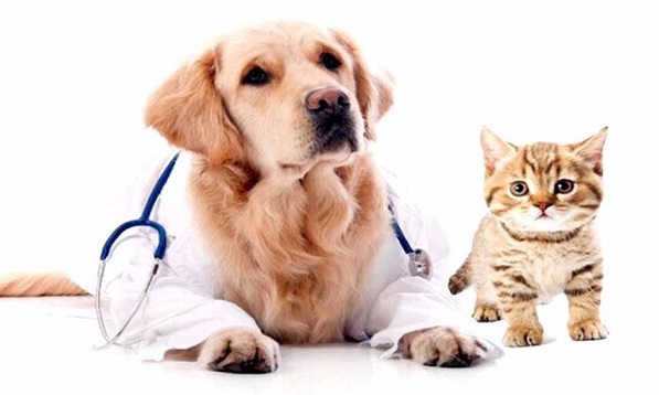 Rising dog bites and pet insurance